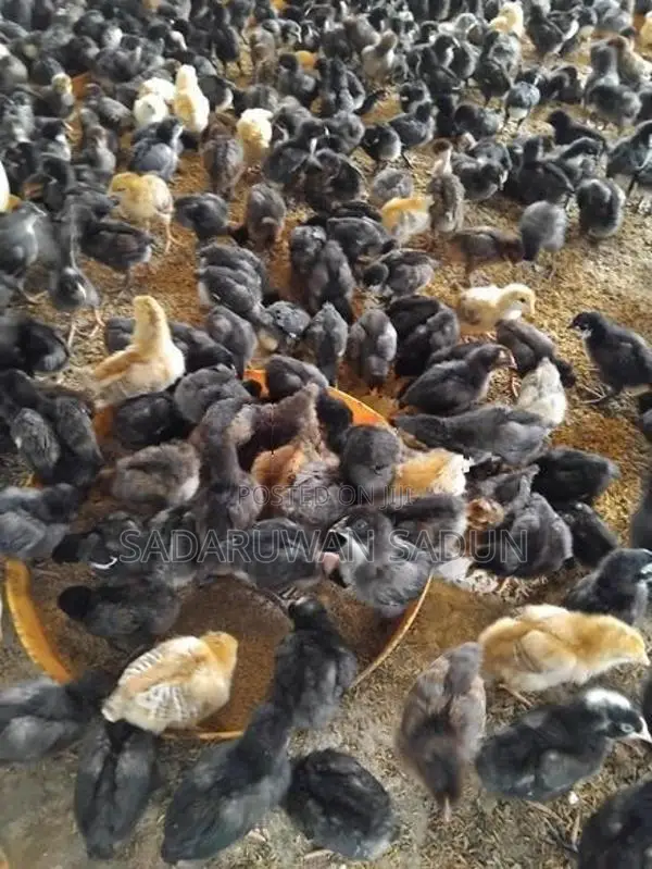 කරදගොල්ල ගම් කිකිළි