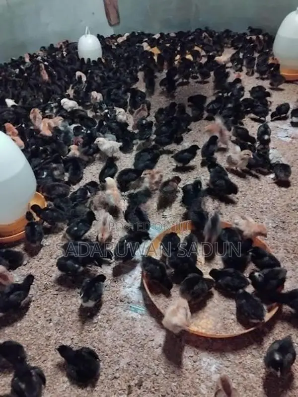 කරදගොල්ල ගම් කිකිළි