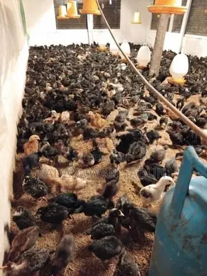 කරදගොල්ල ගම් කිකිළි