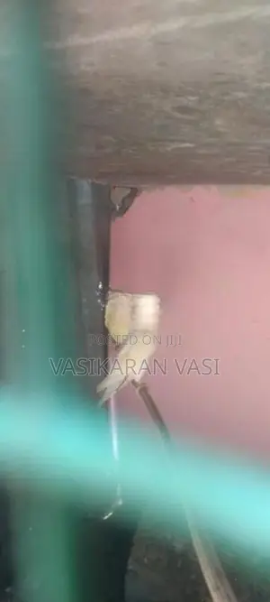 ஆப்பிரிக்கன் லவ் பெஸ்ட்
