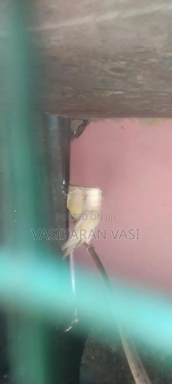ஆப்பிரிக்கன் லவ் பெஸ்ட்