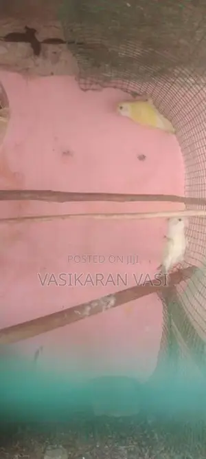ஆப்பிரிக்கன் லவ் பெஸ்ட்