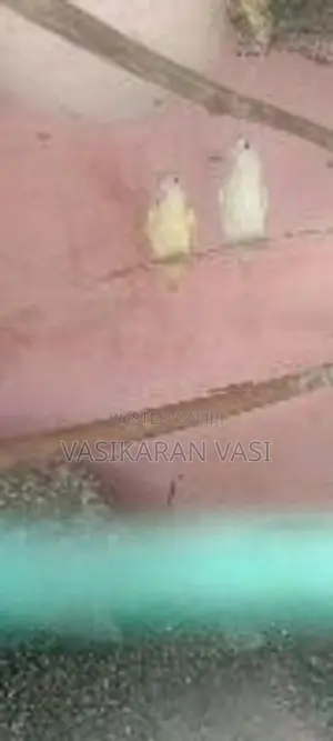 ஆப்பிரிக்கன் லவ் பெஸ்ட்