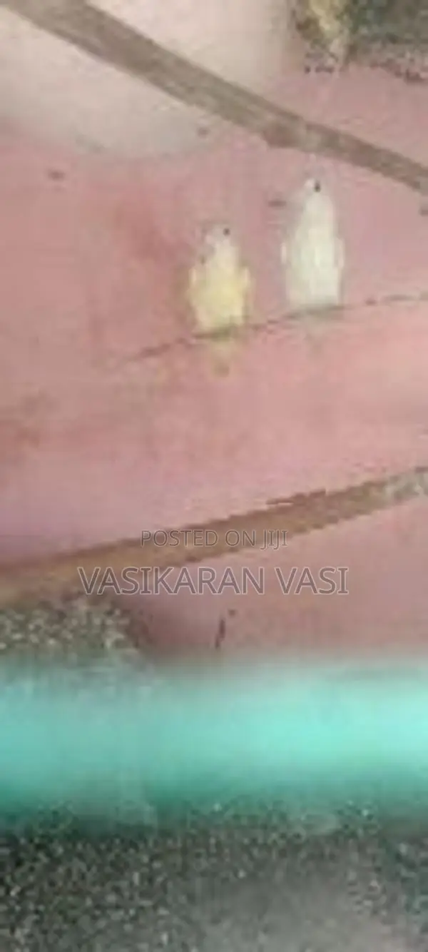 ஆப்பிரிக்கன் லவ் பெஸ்ட்