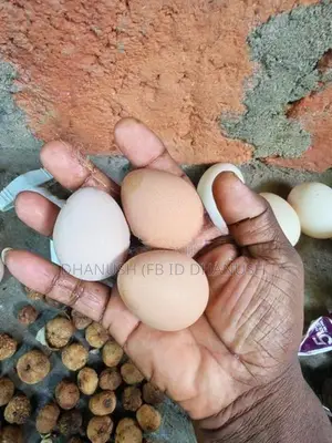 කලුකුම් සහ ගිනි කුකුල් බිත්තර
