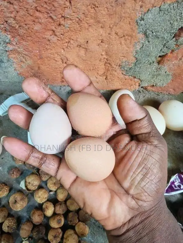 කලුකුම් සහ ගිනි කුකුල් බිත්තර