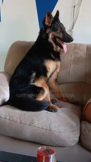 German Shepherd Dog