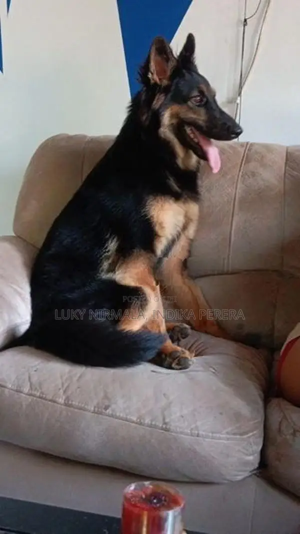 German Shepherd Dog