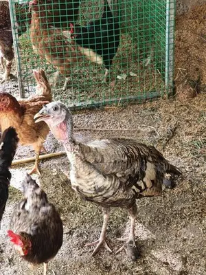 කලුකුම් සහ ගිනි කුකුල් බිත්තර