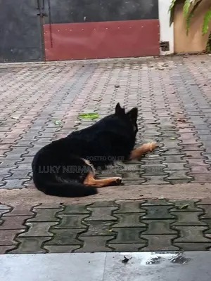 German Shepherd Dog
