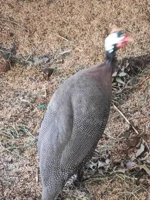කලුකුම් සහ ගිනි කුකුල් බිත්තර