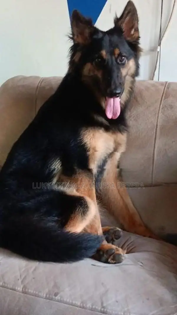 German Shepherd Dog