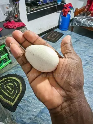 කලුකුම් සහ ගිනි කුකුල් බිත්තර