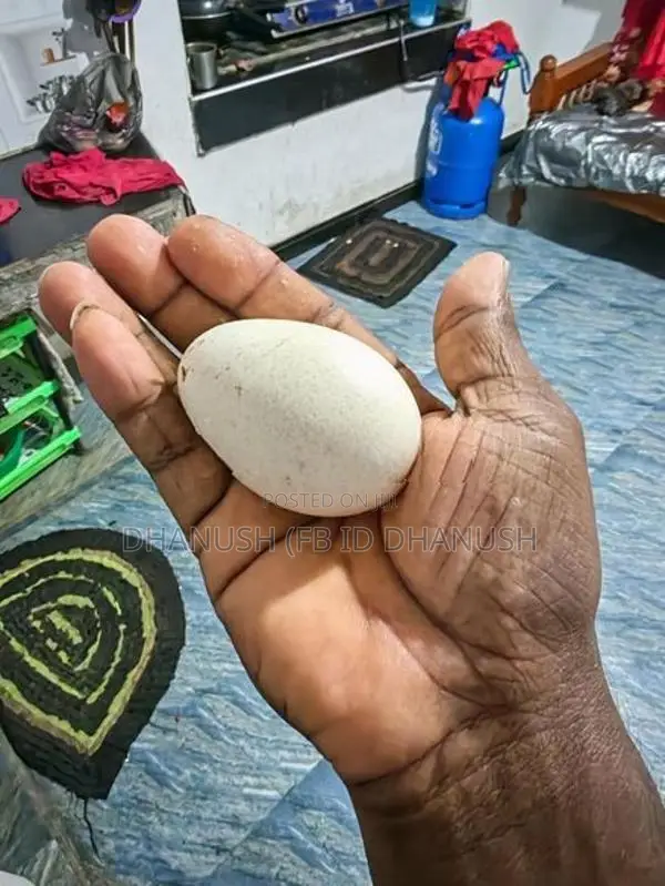 කලුකුම් සහ ගිනි කුකුල් බිත්තර