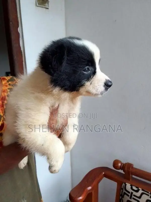 Lion Pomeranian Puppy