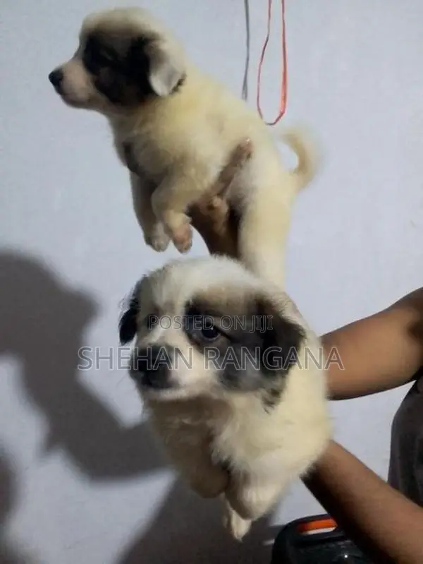Lion Pomeranian Puppy