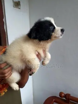 Lion Pomeranian Puppy