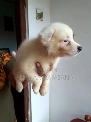 Lion Pomeranian Puppy
