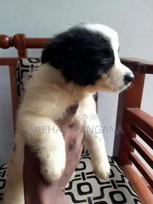 Lion Pomeranian Puppy