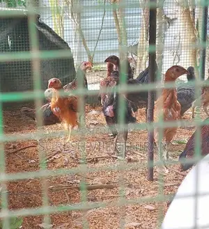 வெள்ளாடியன் சேவல்