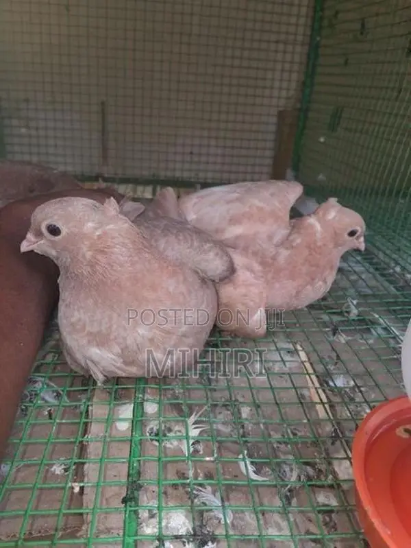Balti Pigeon