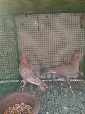 Balti Pigeon