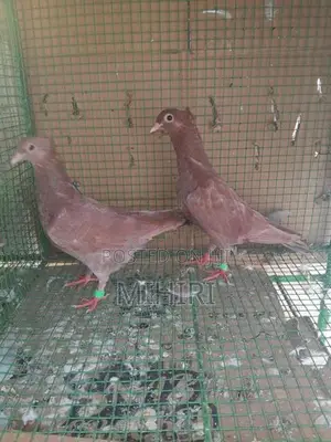 Balti Pigeon