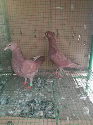 Balti Pigeon