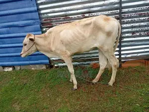 Pasu Madu