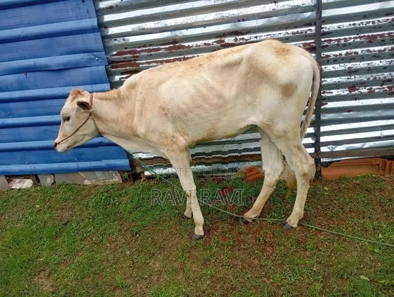 Pasu Madu
