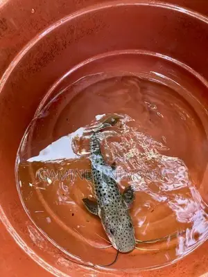 Tiger Showelnose Catfish (12inch)