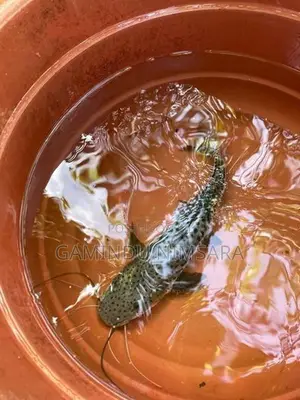 Tiger Showelnose Catfish (12inch)