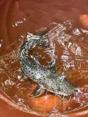 Tiger Showelnose Catfish (12inch)