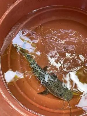 Tiger Showelnose Catfish (12inch)