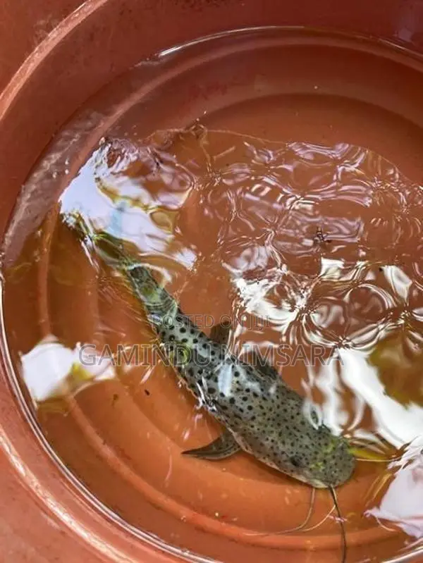Tiger Showelnose Catfish (12inch)