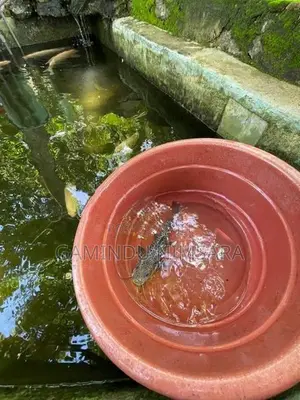 Tiger Showelnose Catfish (12inch)