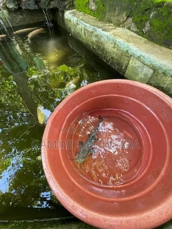 Tiger Showelnose Catfish (12inch)