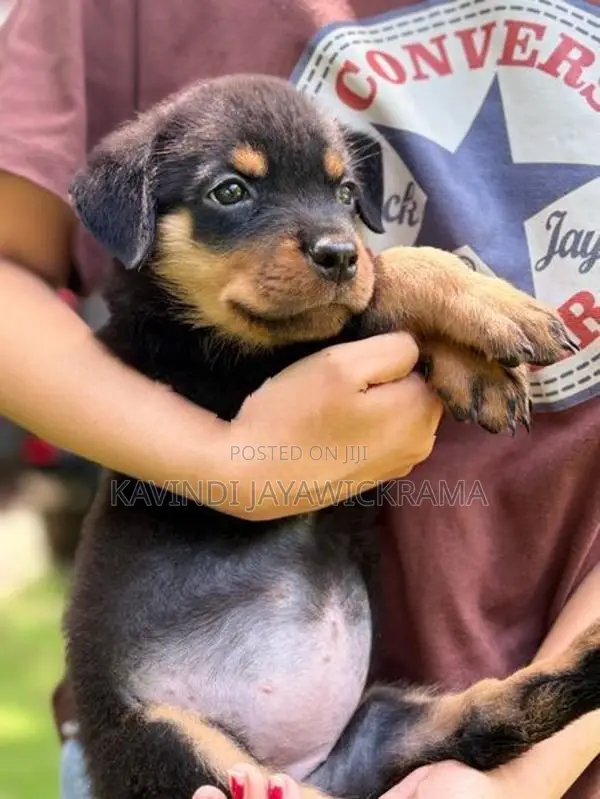 Rottweiler Puppies