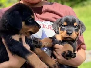 Rottweiler Puppies