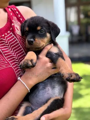 Rottweiler Puppies