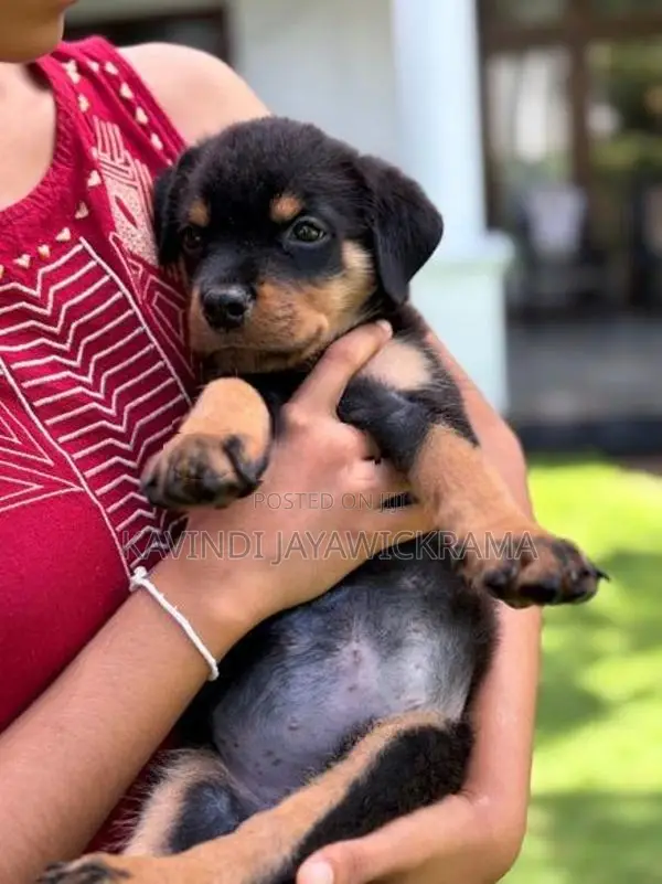 Rottweiler Puppies