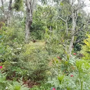 Land With House For Sale Keppetipola