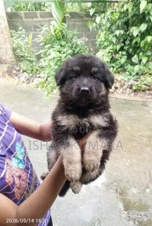 ලයන් ෂර්පට් බලු පැටවුන්