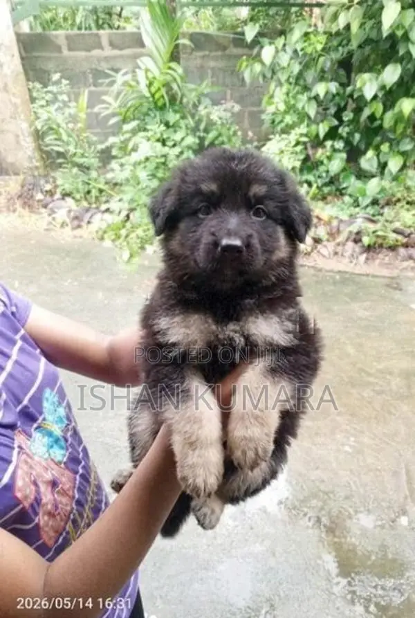 ලයන් ෂර්පට් බලු පැටවුන්