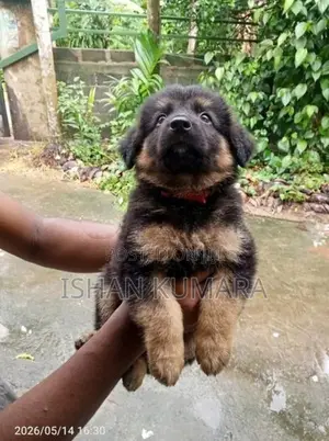 ලයන් ෂර්පට් බලු පැටවුන්