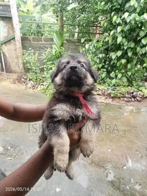 ලයන් ෂර්පට් බලු පැටවුන්