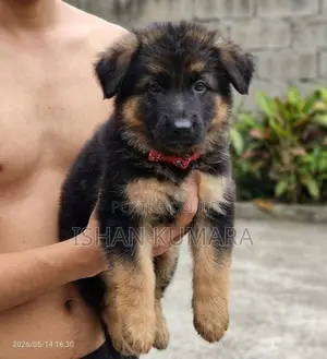 ලයන් ෂර්පට් බලු පැටවුන්