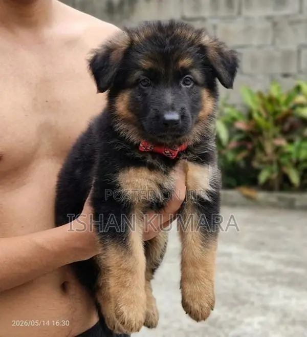 ලයන් ෂර්පට් බලු පැටවුන්