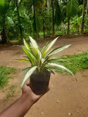 Bird Nest with Agronima Plant