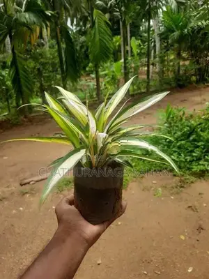 Bird Nest with Agronima Plant